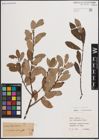Foto von Salix atrocinerea Brot.